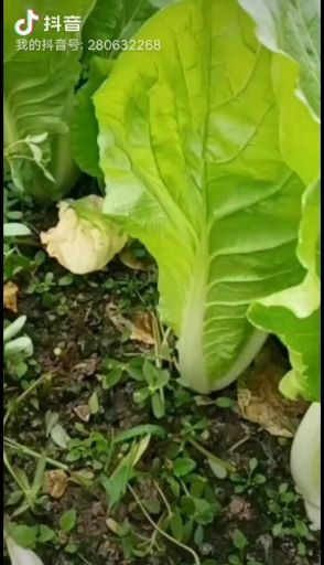 上海青  南通精品快菜欢迎您的到来