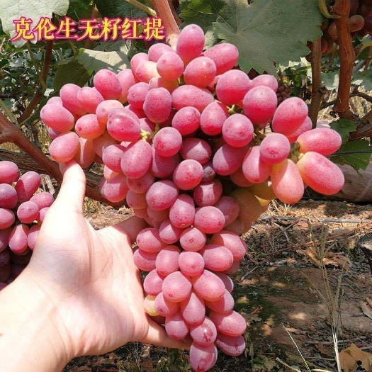 平邑县克伦生葡萄苗  克伦生葡萄树苗，葡萄苗自家基地直销皮薄肉多香