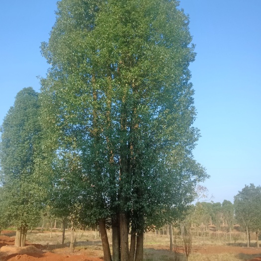 益阳丛生香樟 