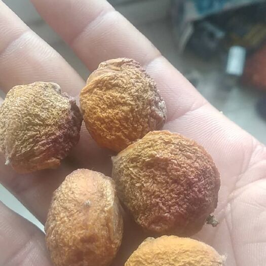 特克斯县大量吊干杏批发零售，质量保证，欢迎咨询洽谈