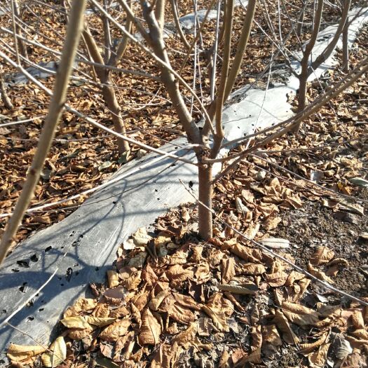 平度市美早苗 出售大樱桃树苗品种齐全欢迎洽谈
