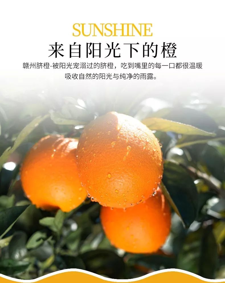 安远脐橙  赣南脐橙，中华名果，营养美味，真“橙”奉献