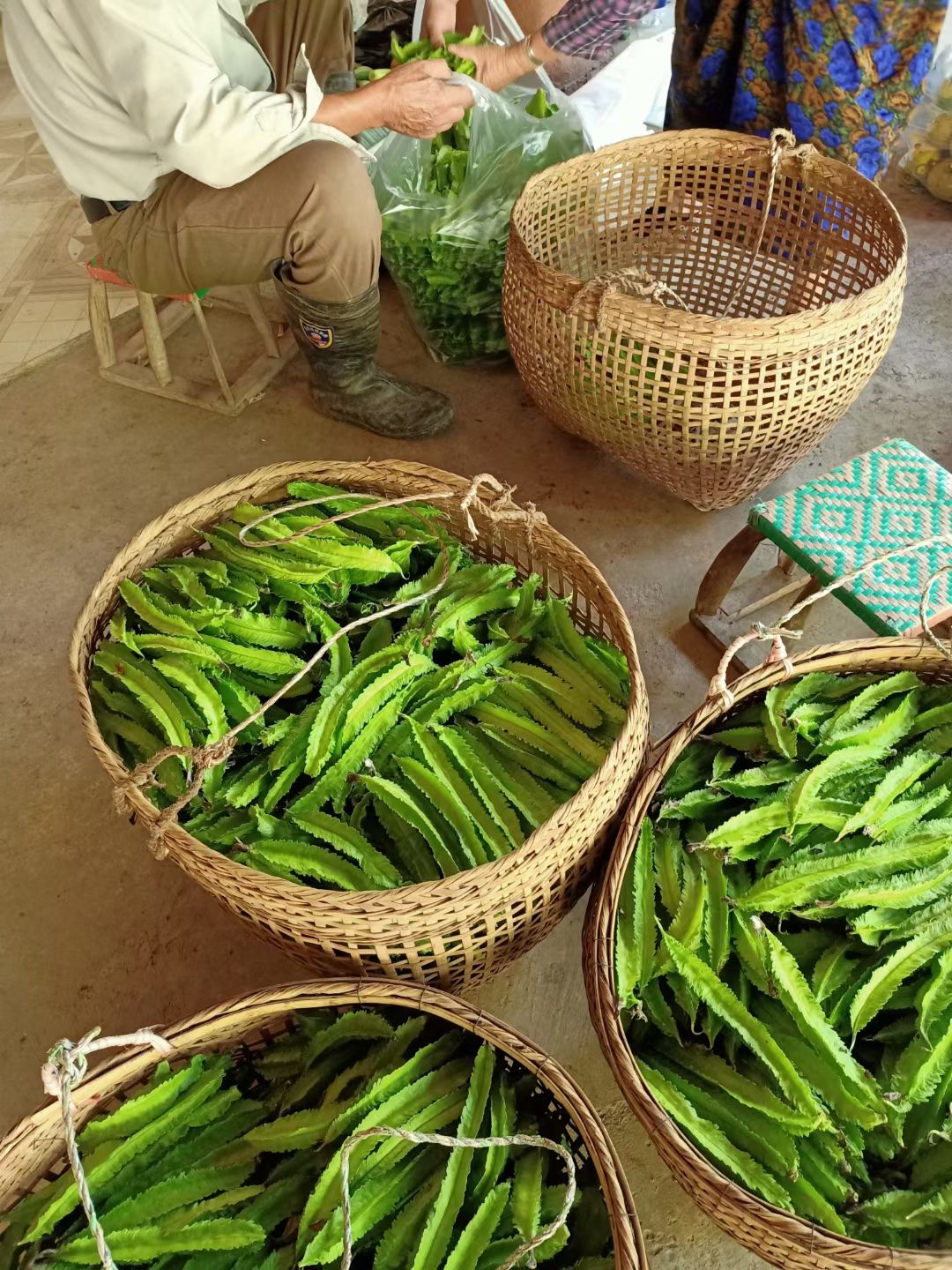 长寿翼豆  西双版纳蔬菜四棱豆皇帝豆长寿豆四角豆翼豆