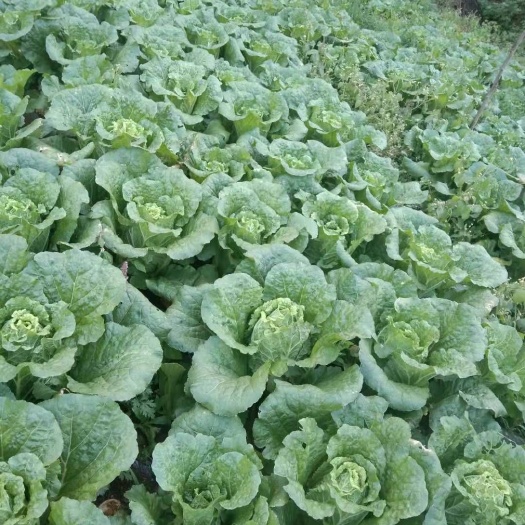 威宁县水山药 威宁黄心大白菜