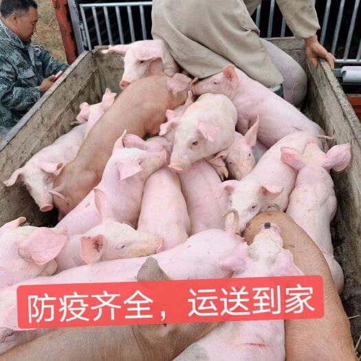 外三元仔猪，河北仔猪 湖南仔猪 防疫齐全，