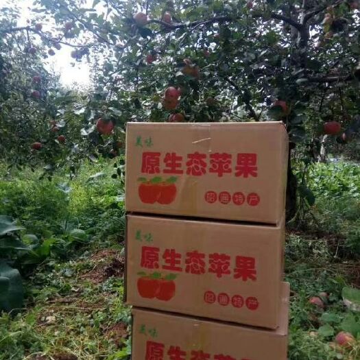 昭通丑苹果 80mm以上 统货 光果 