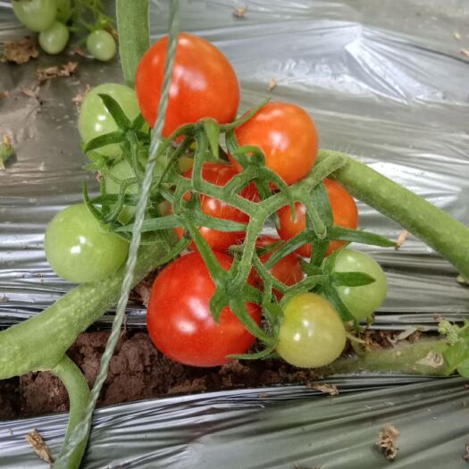 平度市釜山88圣女果  青岛平度釜山88玲珑小番茄