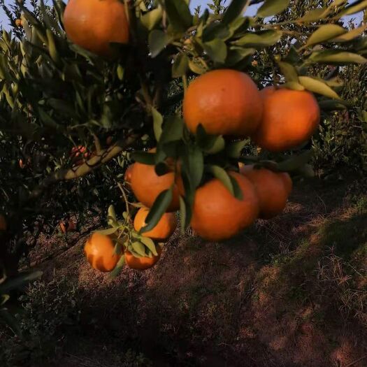 宜昌宜昌蜜桔 碰柑大量上市，自家果园种植，不催熟不打蜡，口感好，不上火