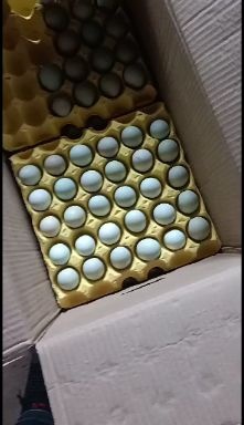 绿壳蛋 小码蛋 绿壳蛋 土鸡蛋
