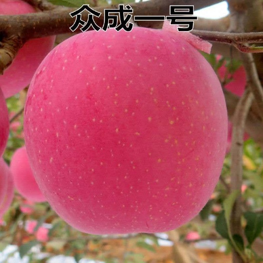 平邑县众成一号苹果树苗  众成一号三号树苗富士苹果树苗包品种包结果苗圃直销