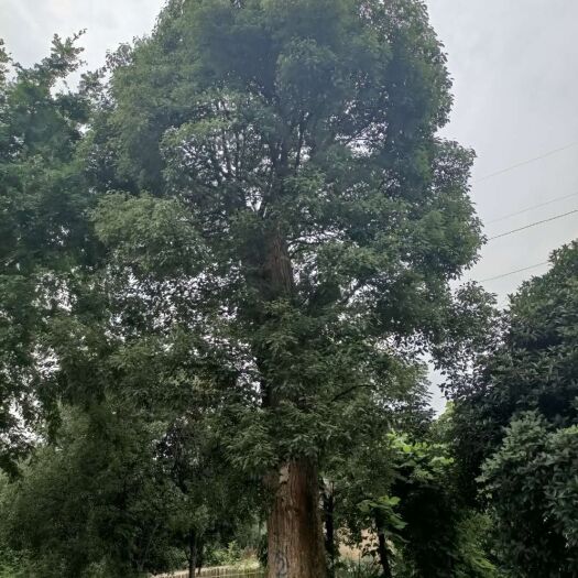益阳 骨架移栽香樟