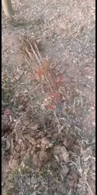 太康县 血皮槭小苗 血皮槭小苗价格 血皮槭小苗多少钱一颗