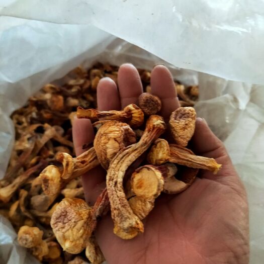 曲周县姬松茸 断帽，断腿，开伞，