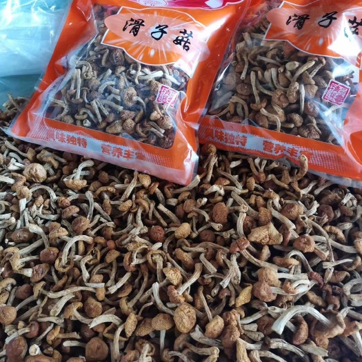 古田县菌棒（不含菌种） 天然