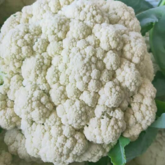 砀山县白花菜花  砀山各种白花菜大量上市，质量好价格低，欢迎选购。