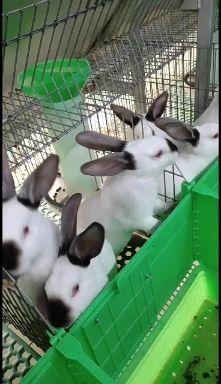 嘉祥县新西兰兔 5斤以上
