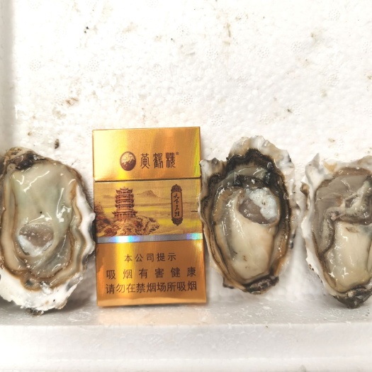 佛山三倍体生蚝  精品乳山1+ 肉体肥满  专人拿货 专业批发