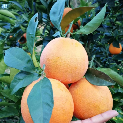 罗甸县72-1脐橙  罗甸的特产水果，天然，口感正宗，甜，水份足，可以发快递，