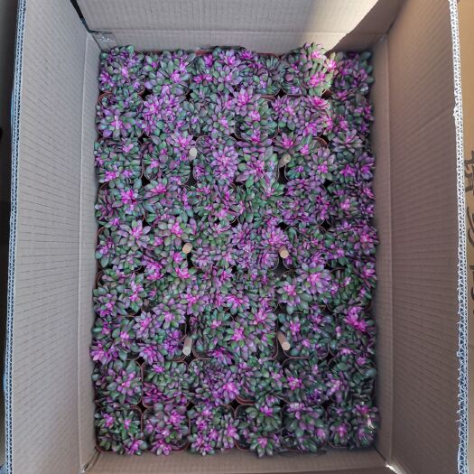 漳州多肉植物卡日松  卡日松一箱15盆/24盆/35盆/54盆一箱90元