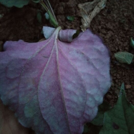 大关县红茎鱼腥草 