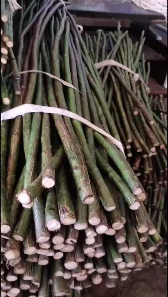 无刺蔷薇  蔷薇杆，小青杆，批发嫁接棒棒糖