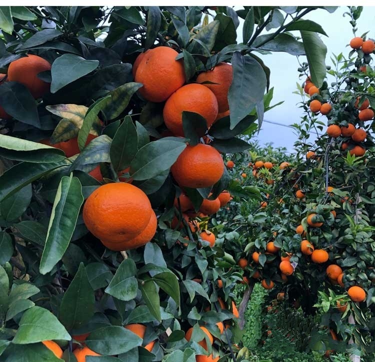 沙糖桔 广西桂林特产砂糖橘。