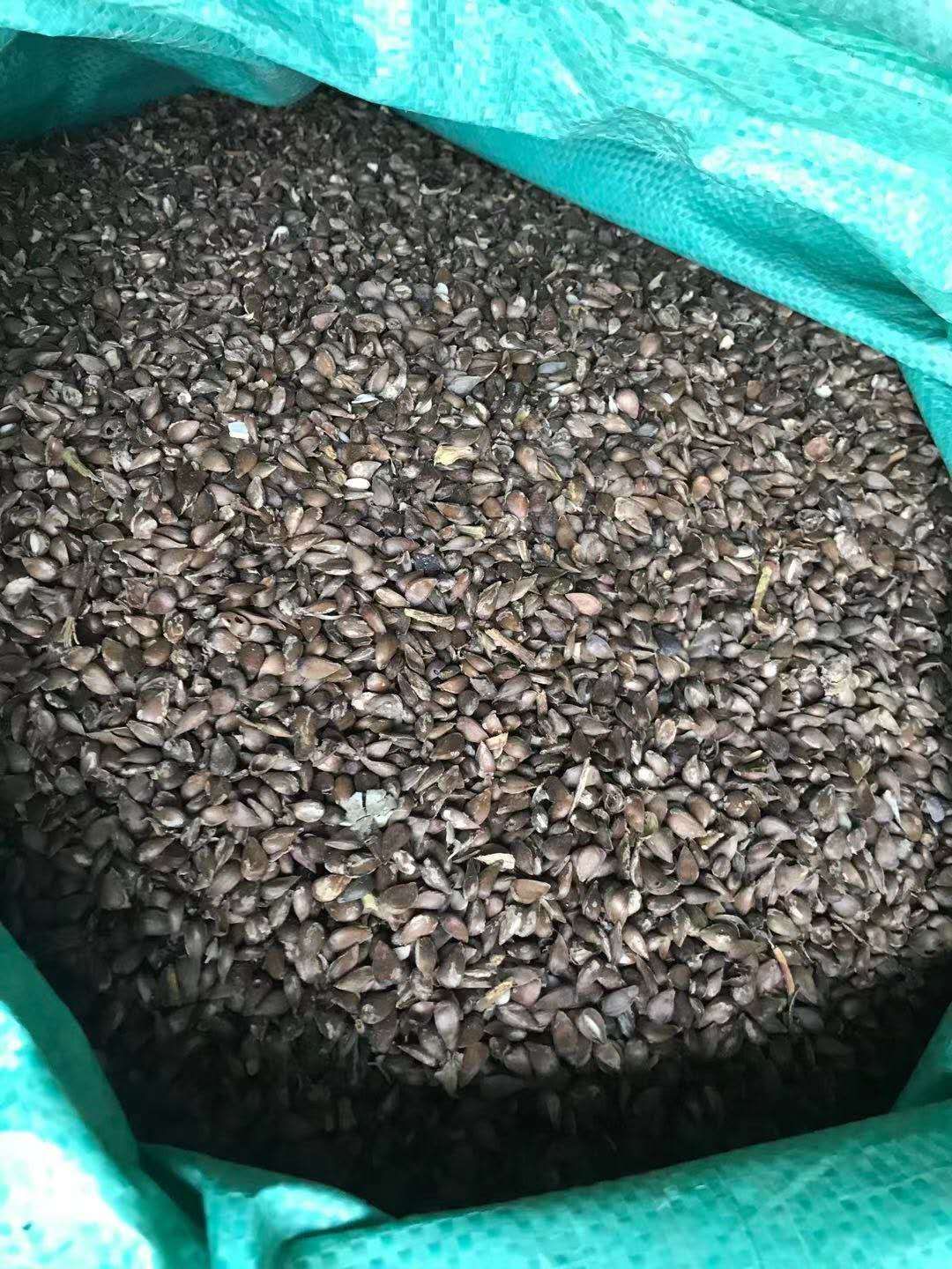 海棠种籽，专门嫁接，八棱海棠，平顶山海棠，苹果籽