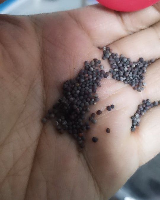 苤蓝种子 水果苤兰种子 秋季蔬菜种孑 早绿紫苤蓝种籽 丕蓝