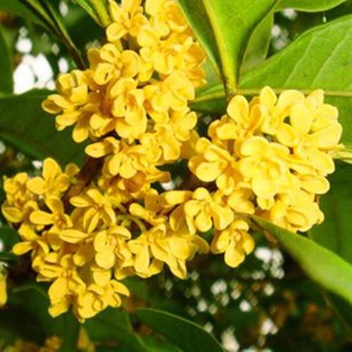 黄金桂花树  红丹桂四季桂八月金桂苗批发