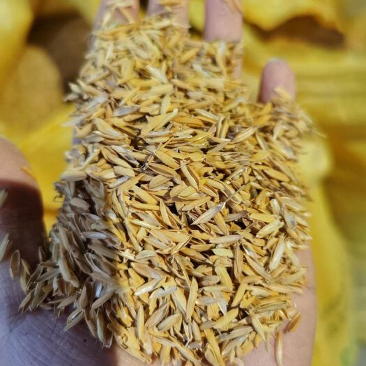 稻壳  新鲜优质的稻谷壳，厂家供应（可做养鸡垫料，有机肥原料