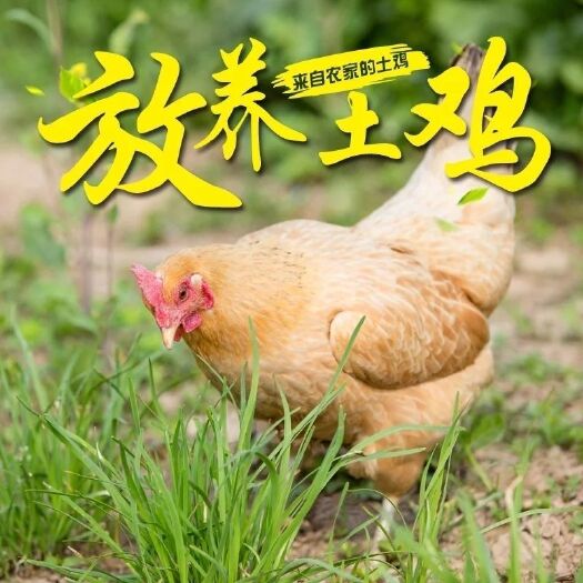 南宁白条鸡  养殖基地直发土鸡瑶鸡冷冻冷鲜长期供应