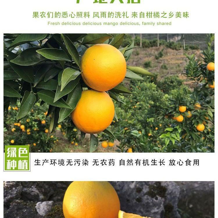  开县春橙特产脐橙现摘当季超甜多汁农产地直发