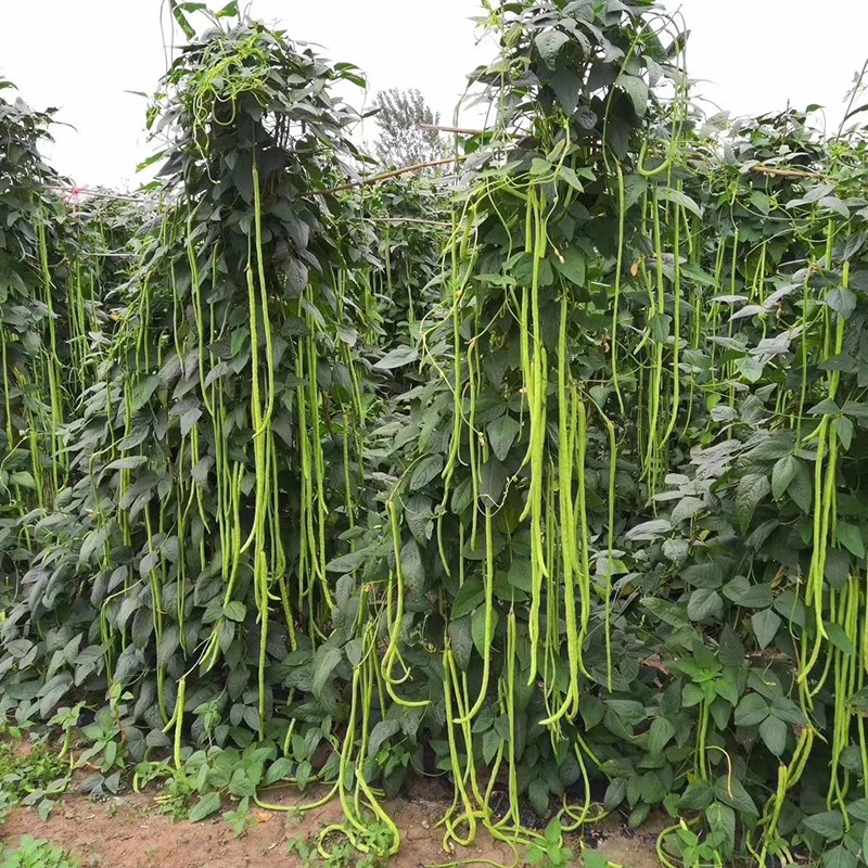 长青豆角种子 茂华绿长霸豆角种子,翠绿条,无鼠尾不鼓籽,春秋露地大棚