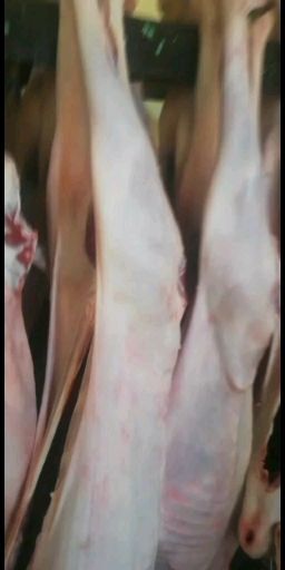 沈阳羊腿肉 生肉 