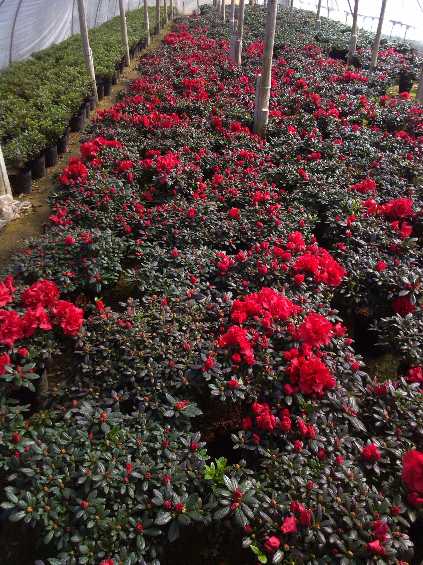 杨梅红杜鹃 四季杜鹃花梅红杜鹃 眏山红 杜鹃花苗 四季杜鹃花