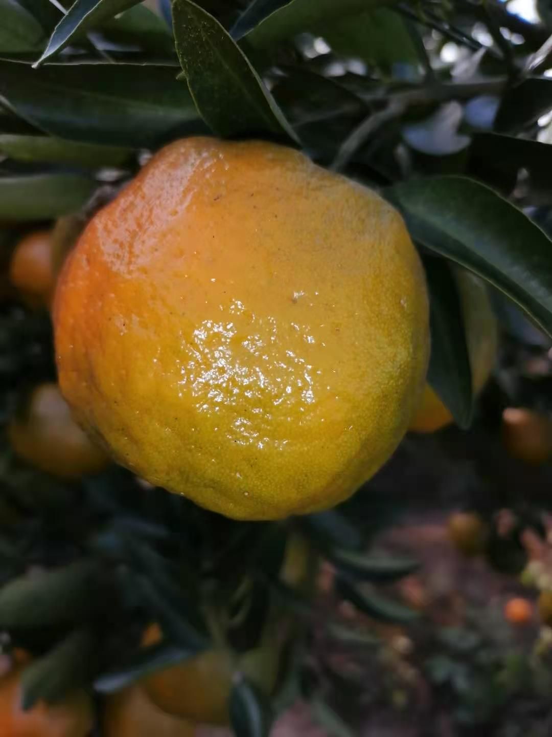宜昌蜜桔 碰柑大量上市，自家果园种植，不催熟不打蜡，口感好，不上火