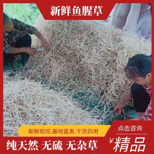 凤凰县白茎鱼腥草  鱼腥草根 新货上市产地直销无硫无杂草天然 供货稳定
