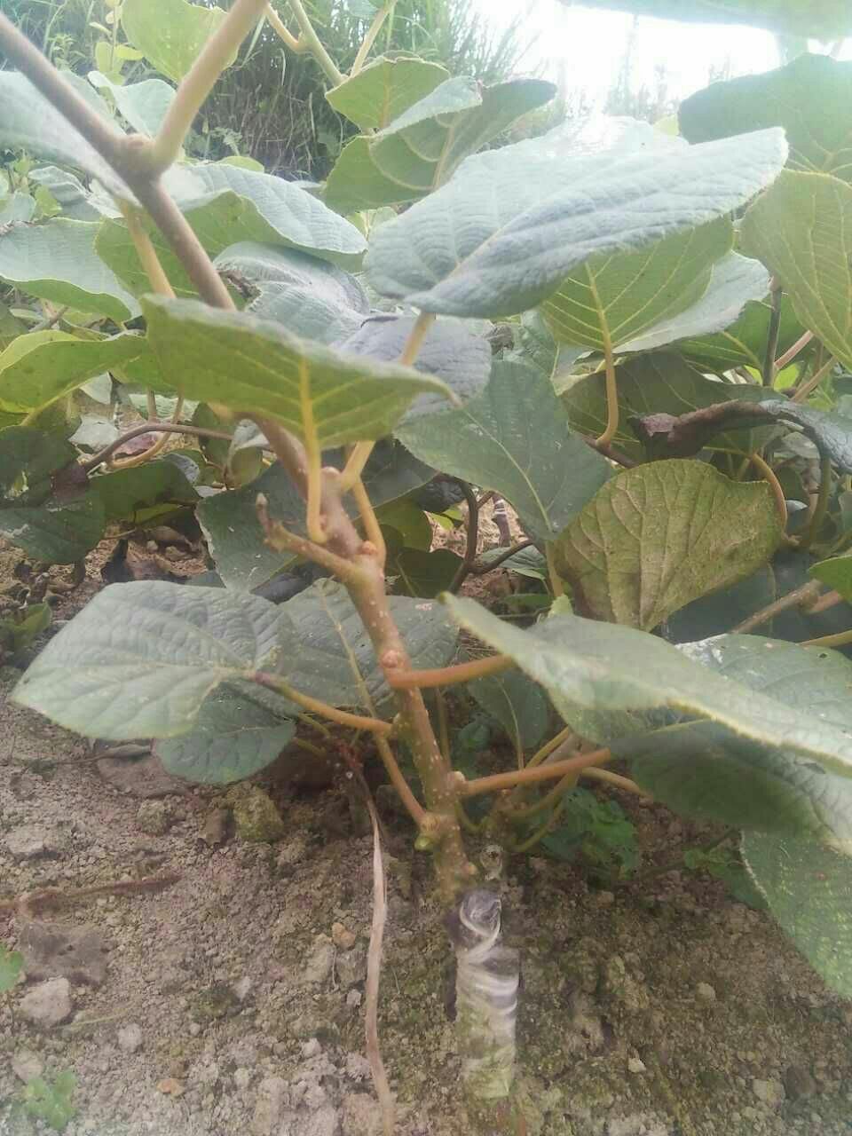 贵长猕猴桃苗  贵长猕猴桃嫁接苗