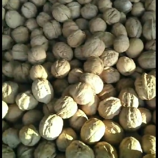 武汉山核桃  新疆薄皮核桃产地直发