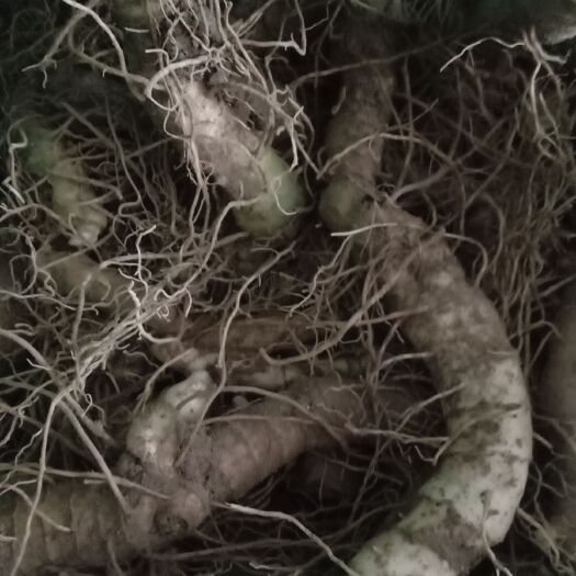新化县湘玉竹 湘中玉竹 量大价优