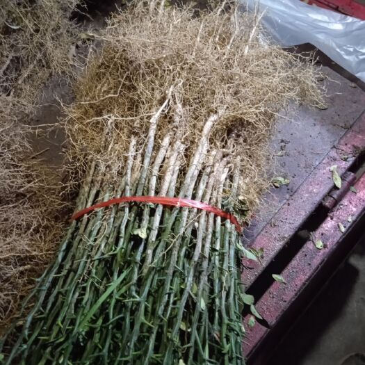 诸城市枳实种苗  枳壳苗0.4以上