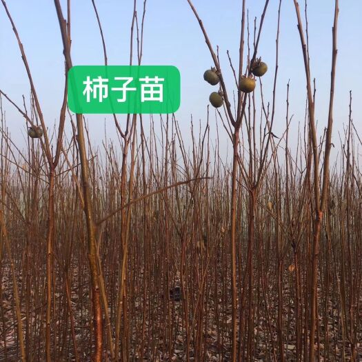 商水县阳丰甜柿苗 