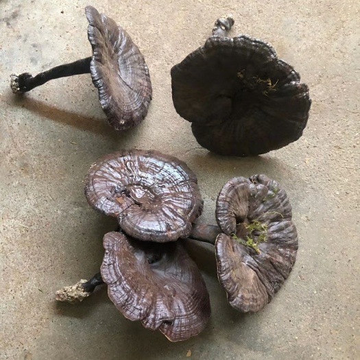 连山县【紫灵芝】全国包邮！广东称香芝，泡茶，煲汤！必选品！！