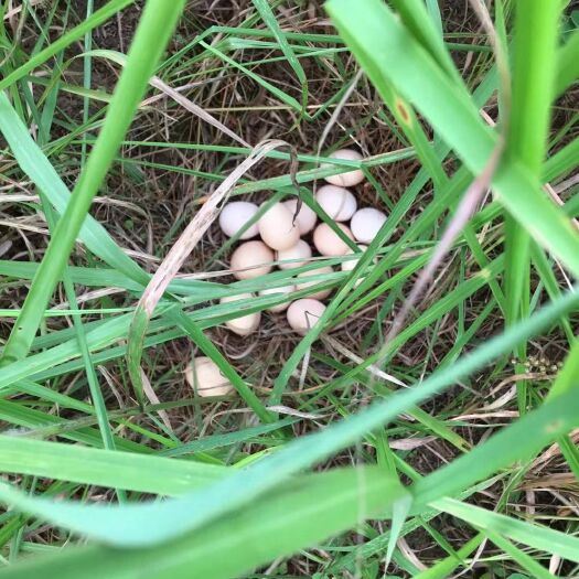 广州普通鸡蛋 中垦诚德粤北富硒土鸡蛋