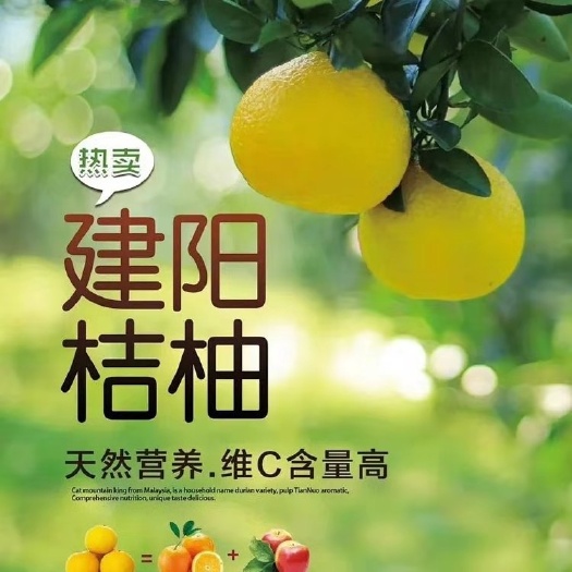  批发建阳桔柚武夷山特产水果农家自产基地直供