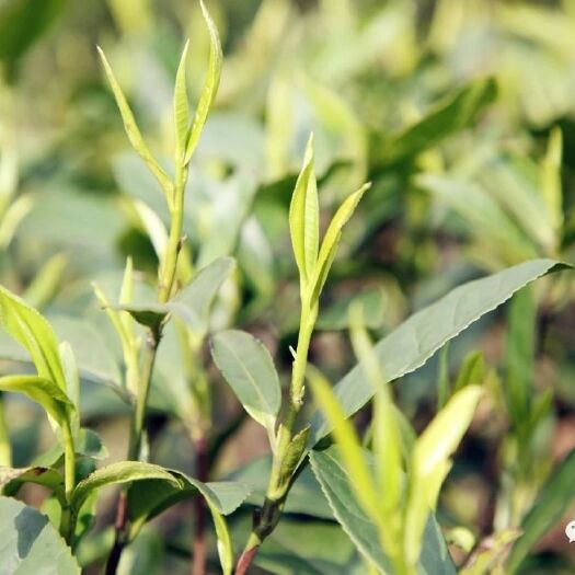 醴陵市高山绿茶 1-2年 
