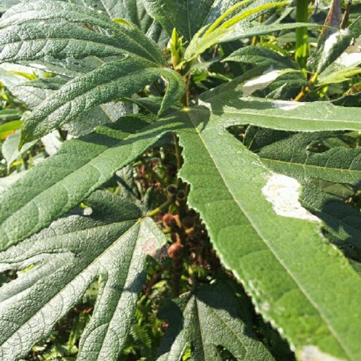 灵山县五指毛桃苗  广西五指毛桃种植苗营养杯苗发货南北方四季可种植