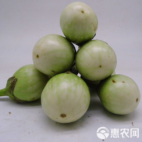 泰国蔬菜咖喱茄子绿色圆茄大圆茄泰国圆茄脆茄