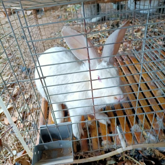 枣强县杂交兔，今年新培养起来的。
