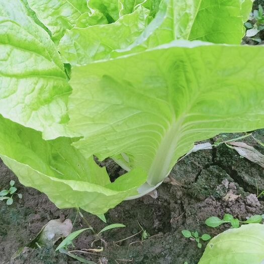 曹县，奶白菜  小白菜，全国热卖中